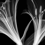Mathew Schwartz creates X-ray images of flowers using a micro-CT scanner