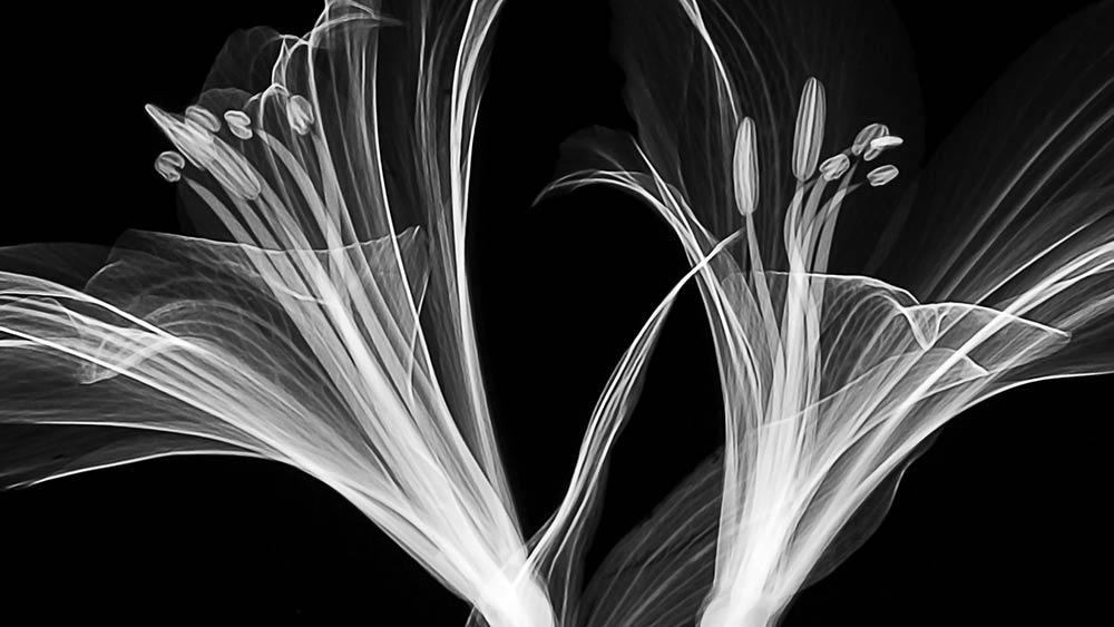 Mathew Schwartz creates X-ray images of flowers using a micro-CT scanner